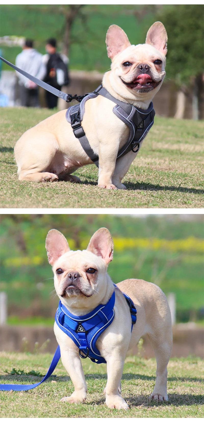 No-Pull Harness & Leash Set for Small Dogs - pawpallet