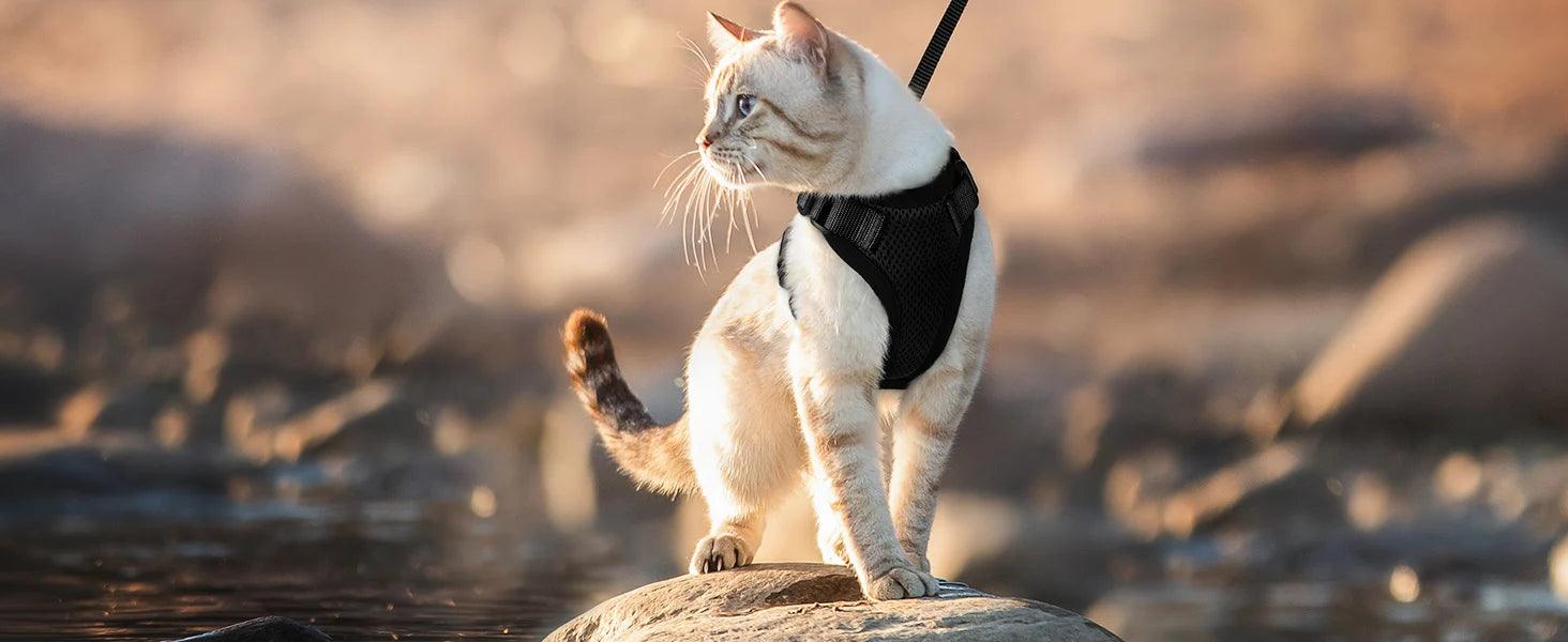 Cat Harness and Leash for Walking - pawpallet