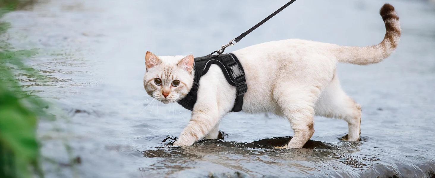 Cat Harness and Leash for Walking - pawpallet