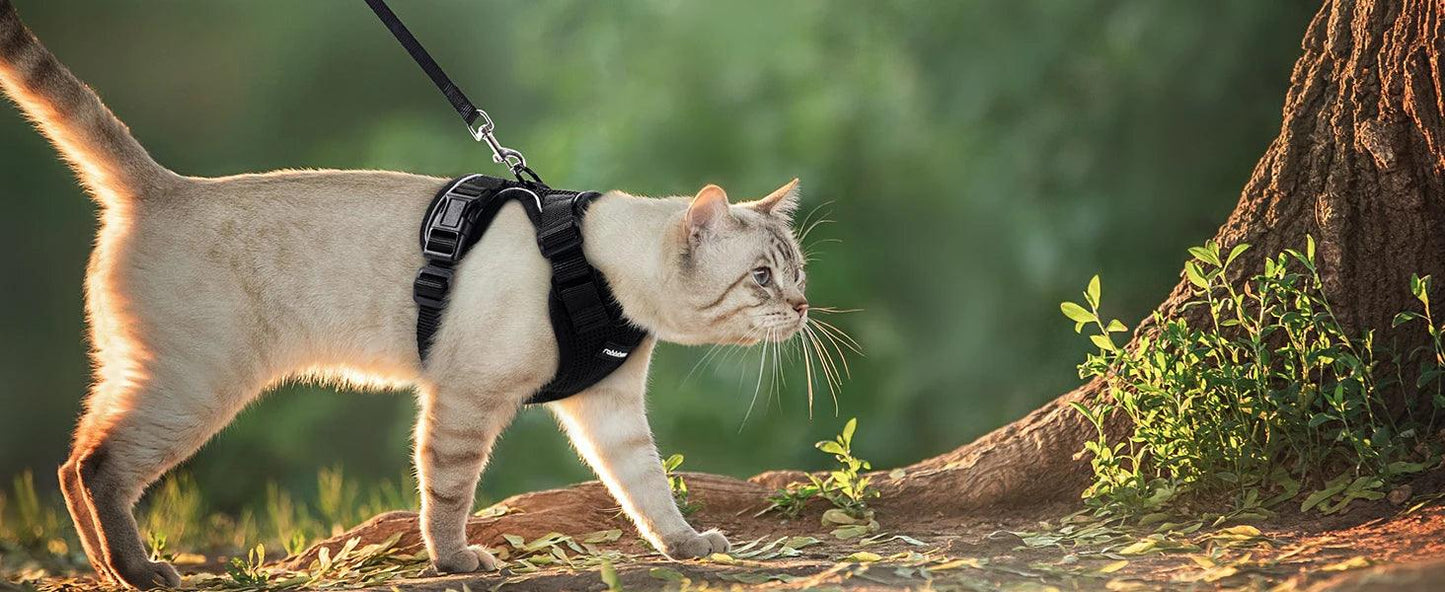 Cat Harness and Leash for Walking - pawpallet